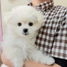 ハーフ犬（ペキニーズ✖️ビションフリーゼ）女の子♪ふわもこシュークリーム☁️