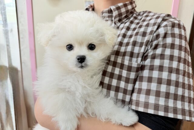 ハーフ犬（ペキニーズ✖️ビションフリーゼ）女の子♪ふわもこシュークリーム☁️