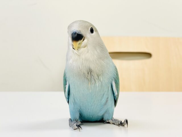 【最新画像】味わい深いブルーチェリー🍒🦋🌧コザクラインコ(ブルーチェリー)ヒナ コザクラインコ(小桜インコ)