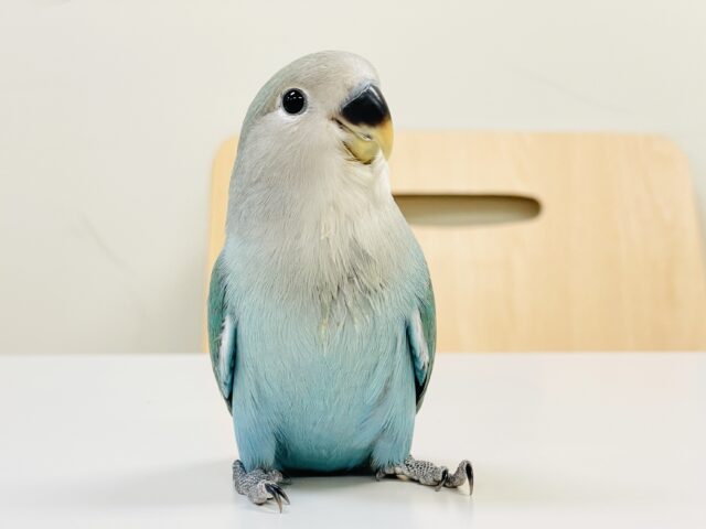 【最新画像】味わい深いブルーチェリー🍒🦋🌧コザクラインコ(ブルーチェリー)ヒナ コザクラインコ(小桜インコ)