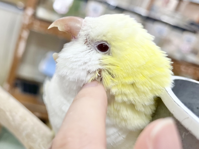 オキナインコ