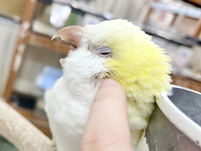 オキナインコ