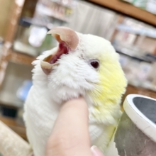 【🆙最新画像あり‼️】おしゃべり好きです🎶たまらんフワフワ🥰　オキナインコ（クリーム）