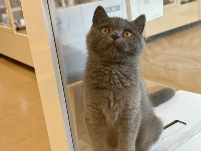 ブリティッシュショートヘア