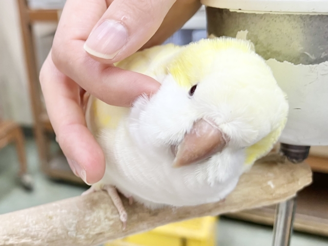 オキナインコ
