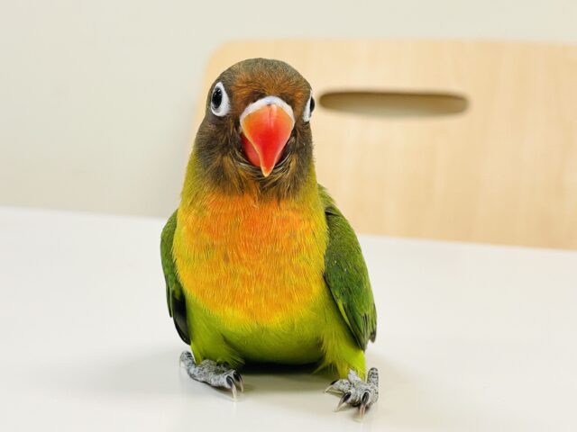 キエリボタンインコ