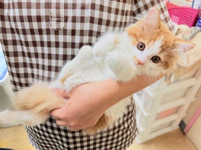 最新画像📸マンチカン(レッドタビー&ホワイト)女の子♪美人さん✨キティランデビュー! マンチカン