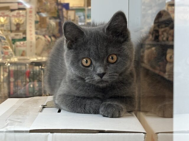 ブリティッシュショートヘア