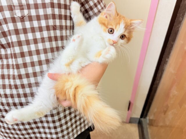 最新画像📸マンチカン(レッドタビー&ホワイト)女の子♪美人さん✨キティランデビュー! マンチカン