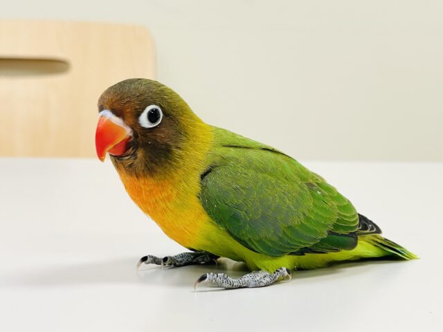 キエリボタンインコ