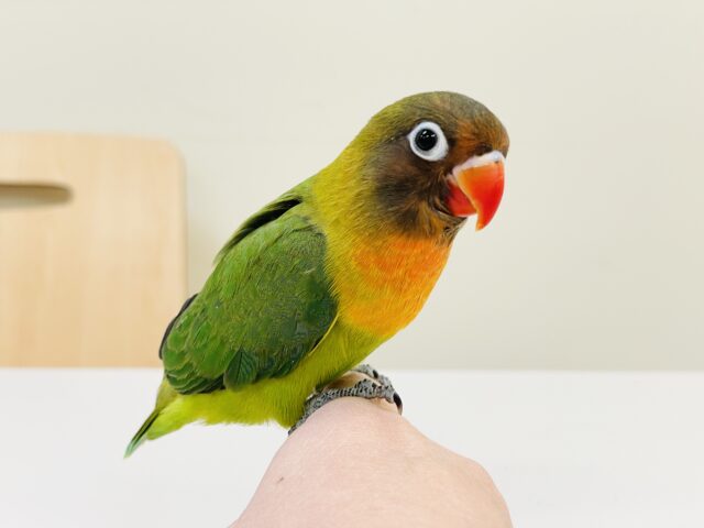 キエリボタンインコ