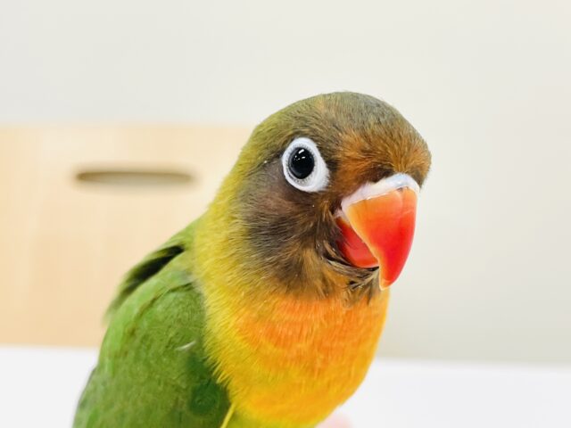 キエリボタンインコ