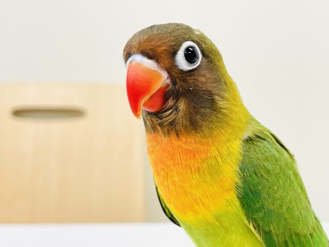 キエリボタンインコ