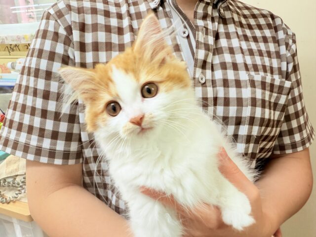 最新画像📸マンチカン(レッドタビー&ホワイト)女の子♪美人さん✨キティランデビュー! マンチカン