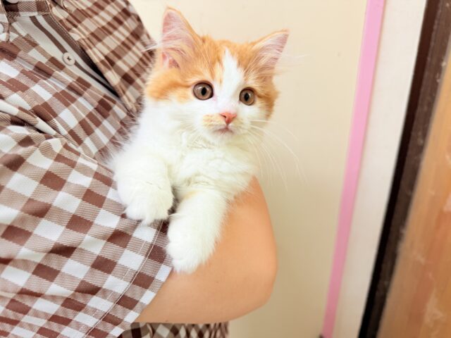 最新画像📸マンチカン(レッドタビー&ホワイト)女の子♪美人さん✨キティランデビュー! マンチカン