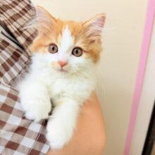 最新画像📸マンチカン（レッドタビー&ホワイト）女の子♪美人さん✨キティランデビュー！