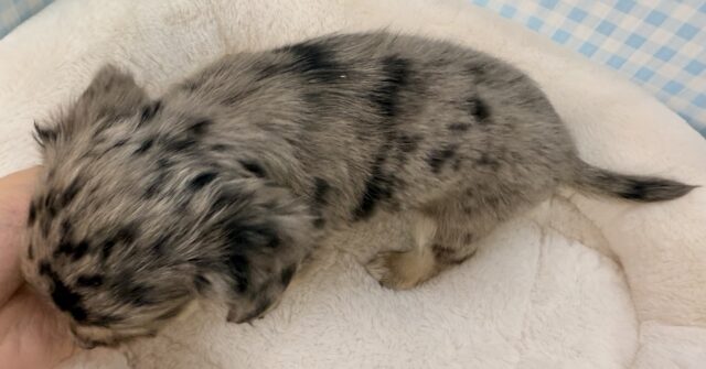 シルバーダップルのチワックスがきたよ! チワックス