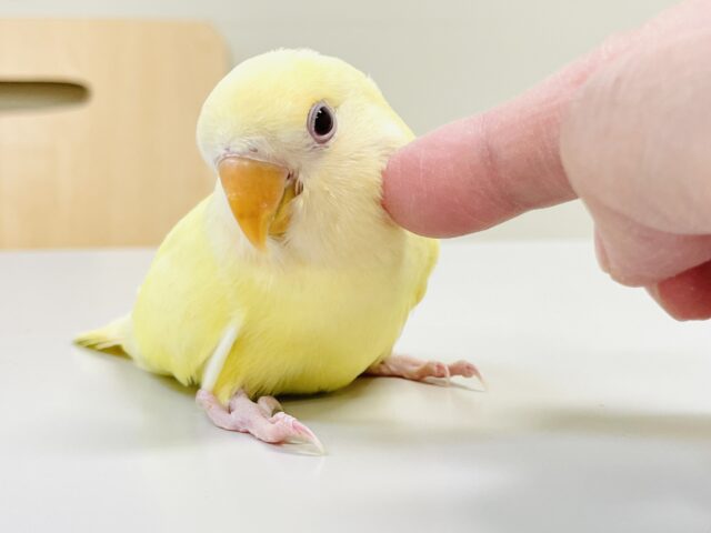 コザクラインコ（小桜インコ）