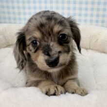 シルバーダップルのチワックスがきたよ！