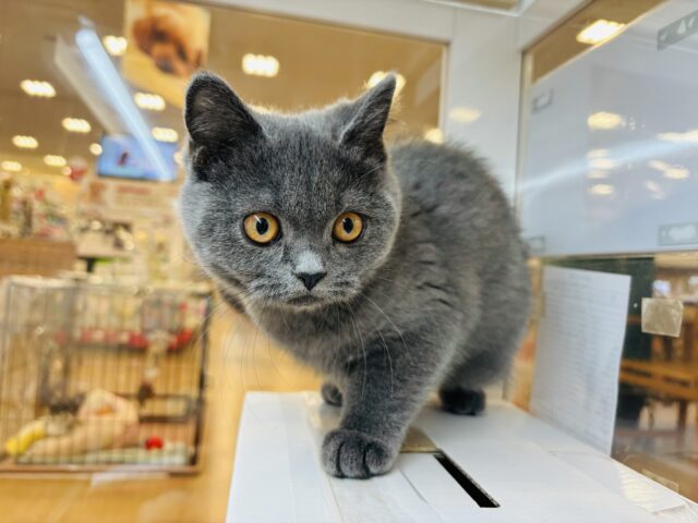 ブリティッシュショートヘア