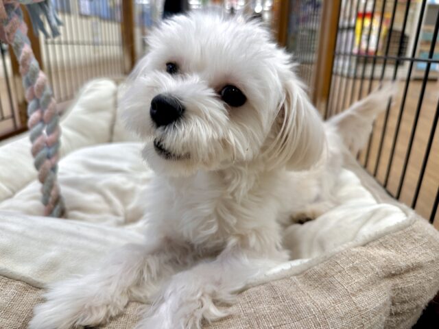 たくさんかまって⑅︎ᩥ𞄵•ܸ · •ܸ⑅︎ᩥ𞄵マルプー男の子