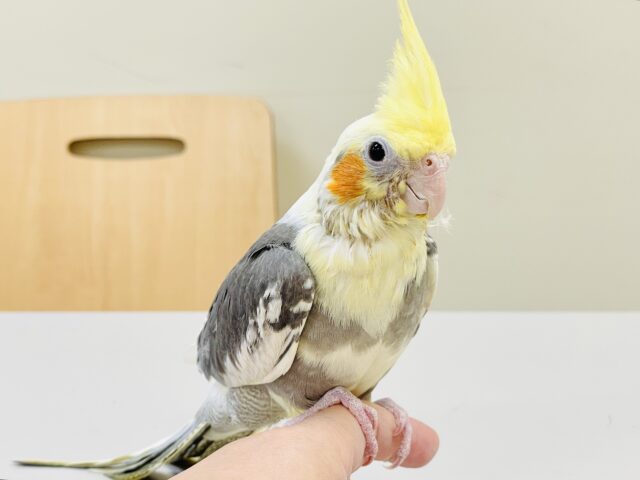 オカメインコ