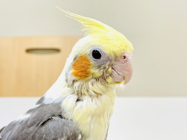 オカメインコ