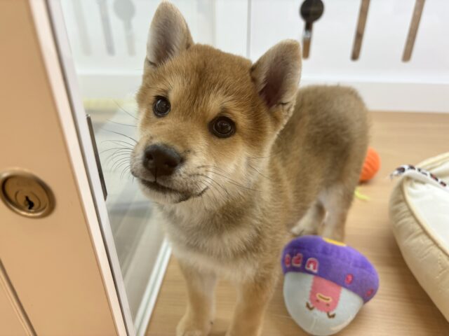 柴犬