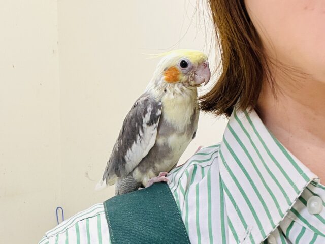 オカメインコ
