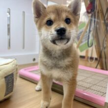 甘えたくてちょんちょん手招き！？柴犬ちゃん！