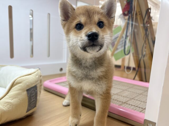 甘えたくてちょんちょん手招き！？柴犬ちゃん！