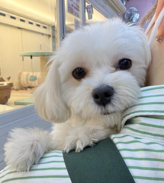 マルプーの男の子がきました！