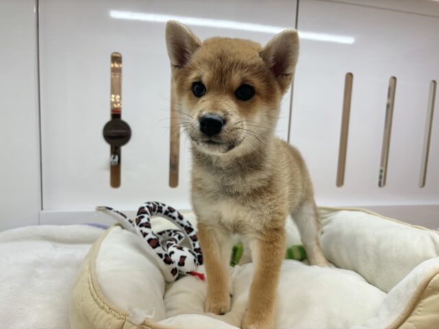 柴犬