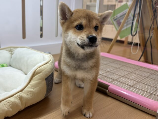 柴犬