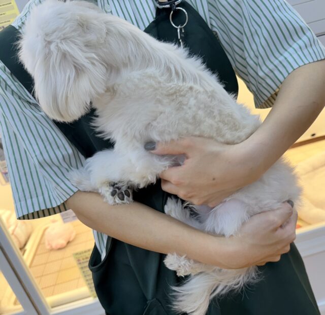 マルプーの男の子がきました! マルプー