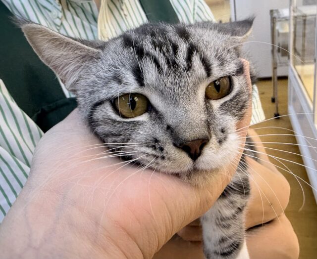 最新📷懐っこすぎてメロメロになっちゃう!マンチカン マンチカン