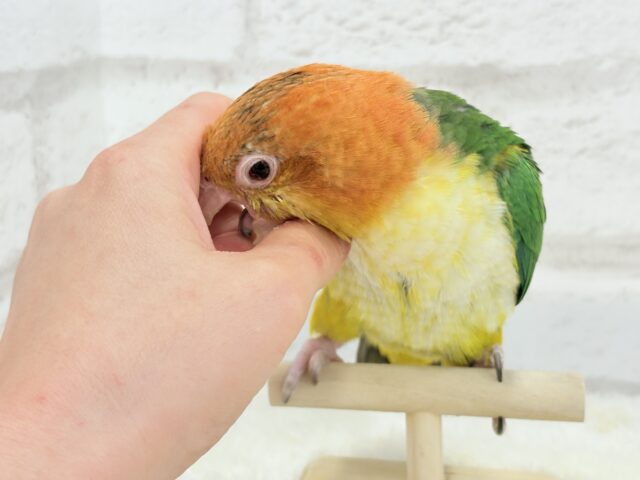 シロハラインコ
