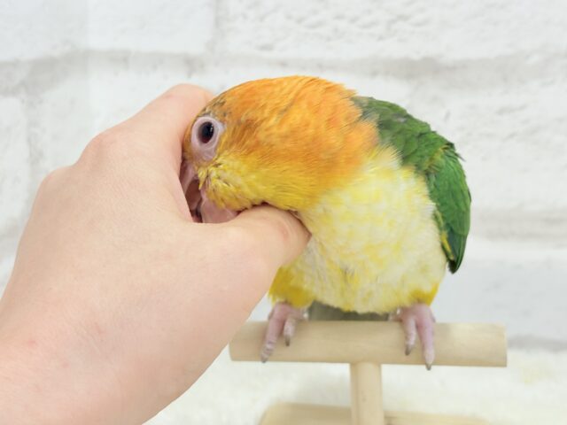 シロハラインコ