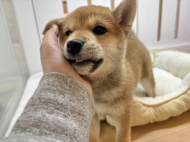 柴犬