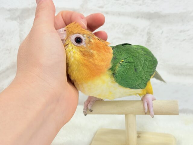【最新画像更新🪄ひとり餌になりました☆】アピール女王🐥🍊🧡シロハラインコ(女の子) シロハラインコ