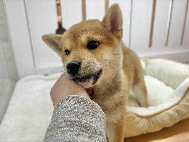柴犬