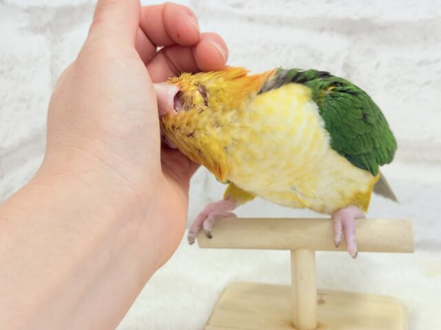 【最新画像更新🪄ひとり餌になりました☆】アピール女王🐥🍊🧡シロハラインコ(女の子) シロハラインコ