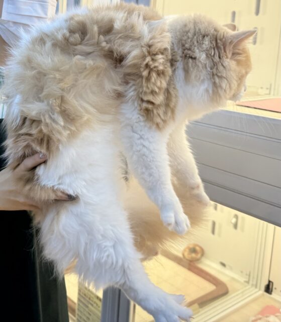 最新📷イケにゃんミヌエットくん! ミヌエット