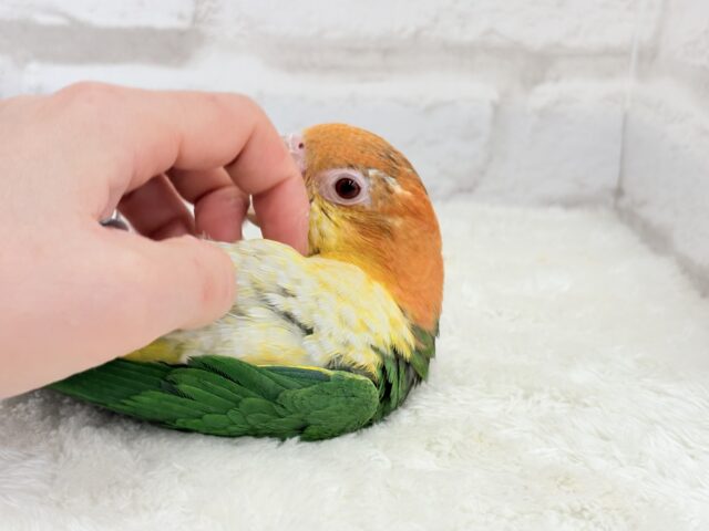 シロハラインコ