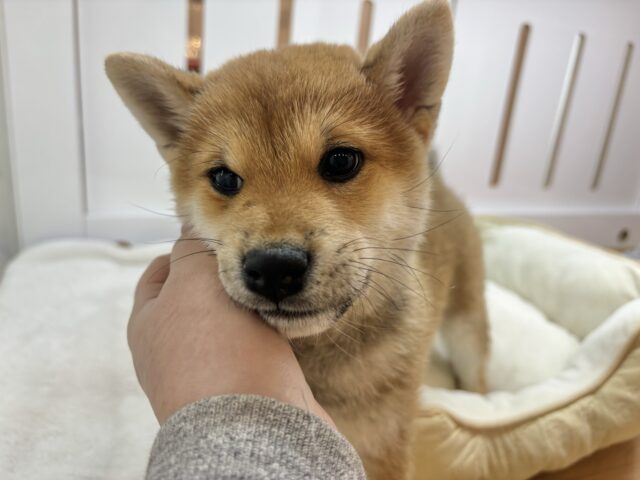 柴犬