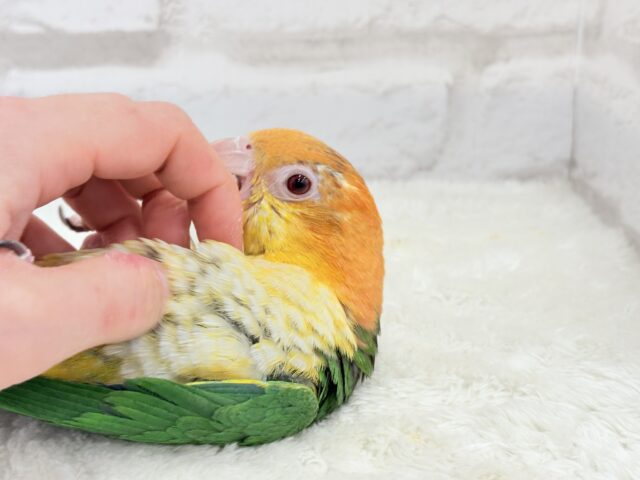 シロハラインコ
