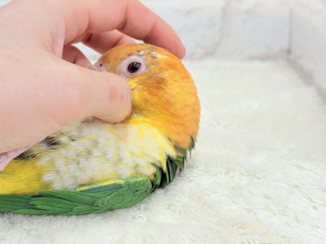 シロハラインコ