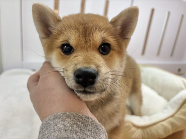 柴犬