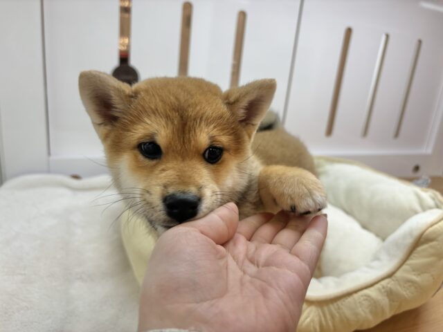 柴犬