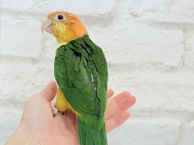 【最新画像更新🪄ひとり餌になりました☆】アピール女王🐥🍊🧡シロハラインコ(女の子) シロハラインコ